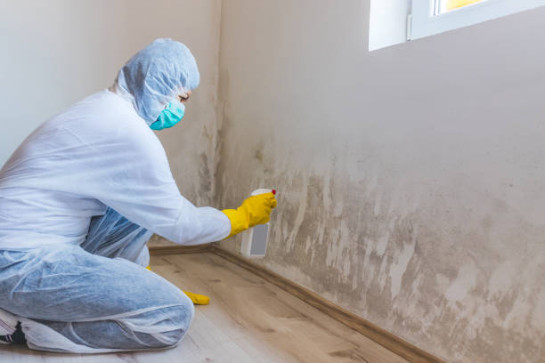 Licensed Mold Remediation service in Georgetown, IL - Car Mold Remediation