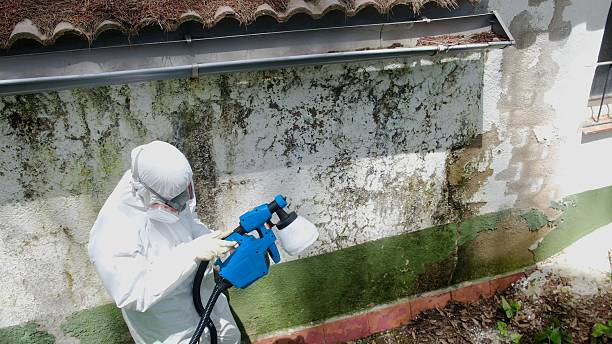 Top rated local Mold Remediation specialists in Georgetown, IL